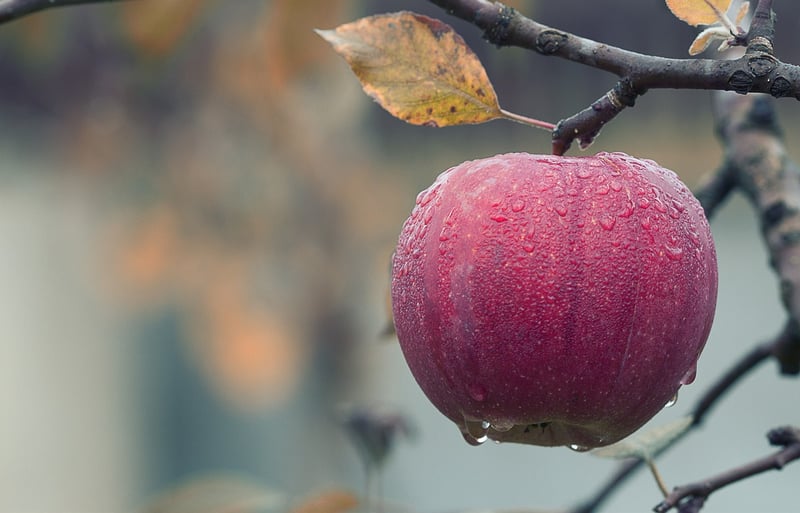 Preserved apples